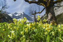 Cowslip in Eng valley, Austria von Danita Delimont