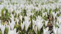 Spring Crocus in the Alps during snow melt von Danita Delimont