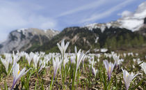 Spring Crocus in the Alps during snow melt von Danita Delimont