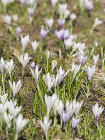 Spring Crocus in the Alps during snow melt by Danita Delimont