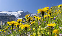 Rough Hawkbit, Austria by Danita Delimont