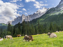 Cattle on high pasture in Karwendel Mts, Austria von Danita Delimont