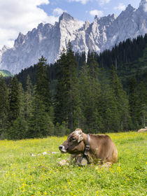 Cattle on high pasture in Karwendel Mts, Austria by Danita Delimont