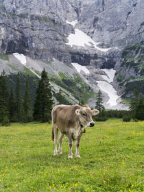 Cattle on high pasture in Karwendel Mts, Austria von Danita Delimont