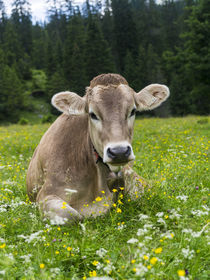 Cattle on high pasture in Karwendel Mts, Austria von Danita Delimont