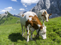 Cattle on high pasture in Karwendel Mts, Austria by Danita Delimont