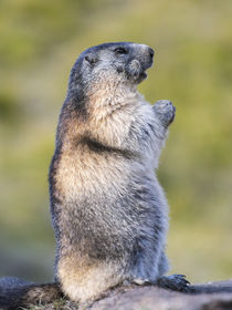 Alpine marmot Austria by Danita Delimont
