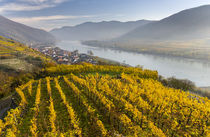 The village Spitz in the Wachau by Danita Delimont