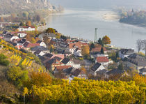 The village Spitz in the Wachau by Danita Delimont