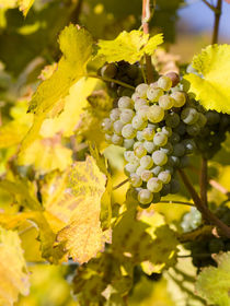 The vineyards of Spitz, Wachau, Austria by Danita Delimont