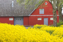 Denmark, Zealand, Olstykke, red farm and yellow rapeseed flo... by Danita Delimont