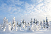 Snow covered trees, Riisitunturi National Park, Lapland, Finland von Danita Delimont