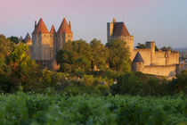 Dawn in a vineyard overlooking la Cite Carcassonne, Languedo... von Danita Delimont