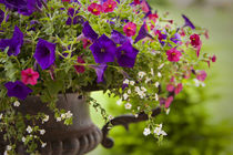 Colorful flowers in a cast iron pot. by Danita Delimont