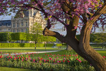 Evening in Jardin des Tuileries with Musee du Louvre beyond,... by Danita Delimont