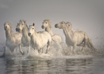 Horse galloping in the Mediterranean water, Camargue, France by Danita Delimont