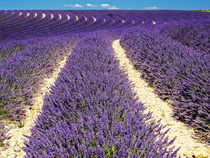 Lavender Field on the Valensole plateau von Danita Delimont