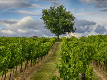 Lone Tree in Vinyard von Danita Delimont