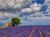 Old Farm House in Field of Lavender von Danita Delimont