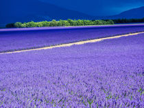 Lavender Field on the Valensole plateau von Danita Delimont