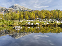 Larix in fall in the NP Berchtesgaden, Germany von Danita Delimont