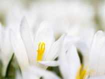 Spring Crocus in the European Alps by Danita Delimont