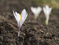 Spring Crocus in the European Alps von Danita Delimont