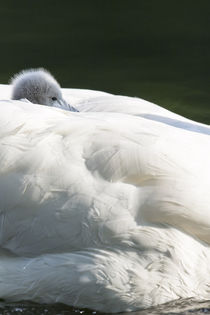 Mute Swan, Germany by Danita Delimont
