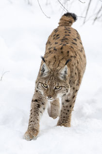 Eurasian lynx von Danita Delimont