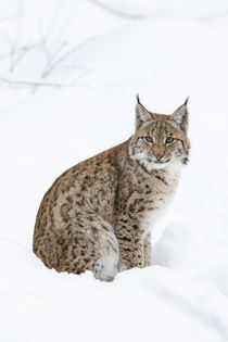 Eurasian lynx by Danita Delimont