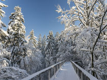 Canopy Walkway in the NP Bavarian Forest, Germany von Danita Delimont