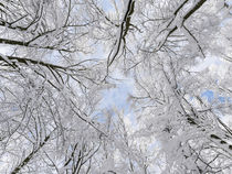 Snowy forest in the NP Bavarian Forest, Germany von Danita Delimont