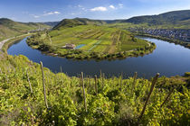 Bremm, Rhineland-palatinate, Germany by Danita Delimont