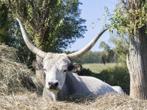 Hungarian Grey Cattle, Hungary von Danita Delimont