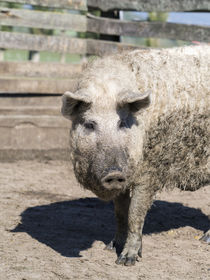 Mangalictsa pig Hungary by Danita Delimont