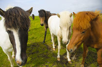 Dyrholaey. Icelandic horses on a farm. by Danita Delimont