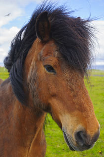 Eyrarbakki. Icelandic horse. von Danita Delimont
