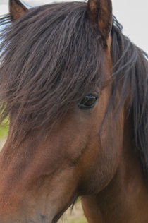 South Region. Selfoss. Icelandic horse. by Danita Delimont