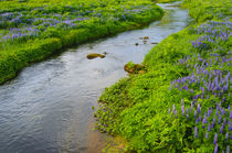 South. Vik i Myrdal. Stream running down to the beach. von Danita Delimont