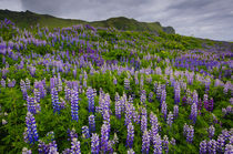 Vik i Myrdal. Field of Lupines von Danita Delimont