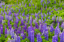 Vik i Myrdal. Field of Lupines von Danita Delimont