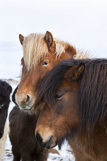 Icelandic Horse in winter on Iceland by Danita Delimont