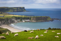 Sheep grazing above the village of Portbraddan and the north... von Danita Delimont