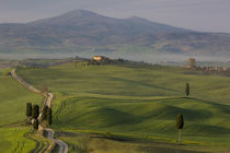 Cypress trees and winding road to villa near Pienza, Tuscany, Italy by Danita Delimont