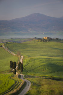 Cypress trees and winding road to villa near Pienza, Tuscany, Italy by Danita Delimont