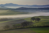 Misty dawn over the Tuscan countryside near San Quirico d'Or... von Danita Delimont