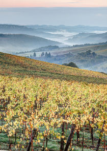 Europe, Italy, Tuscany von Danita Delimont