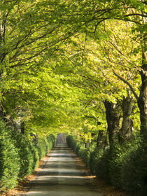 Europe, Italy, Tuscany von Danita Delimont