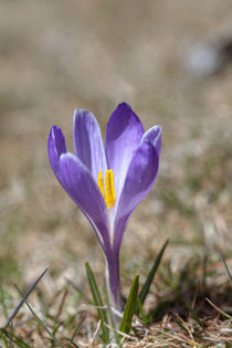 Spring-Crokus in Alps during snow melt von Danita Delimont