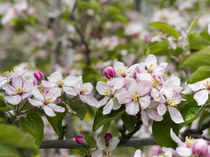 Apple growing in Vinschgau, South Tyrol, Italy von Danita Delimont